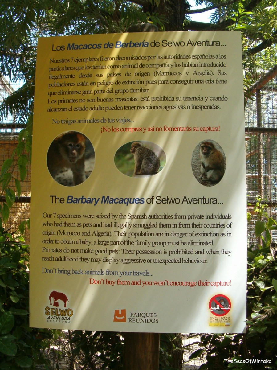 Barbary Macaques