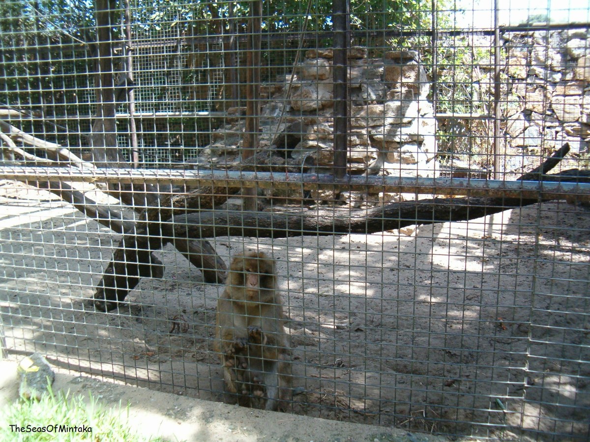 Lonesome barbary macaque