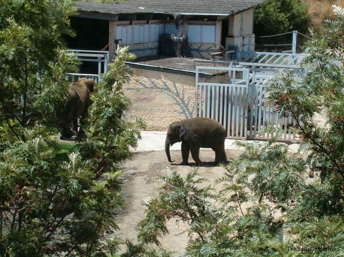 Older elephant
