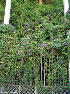 Mysterious Garden Torremolinos