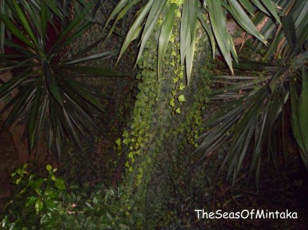 Tropical Plants Torremolinos