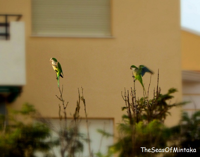 Parrots in Torre del Mar