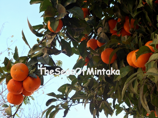 Oranges Hanging From a Tree