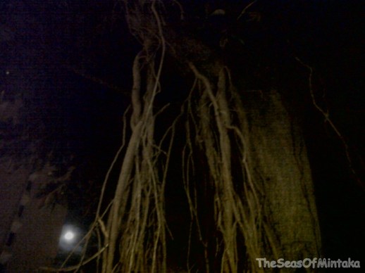 Tree Roots Hanging From Tree