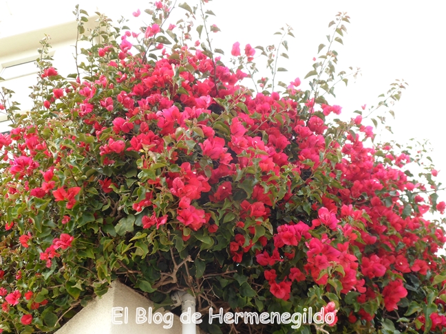 Red Flowers in the City