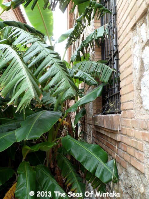Plants in the Window