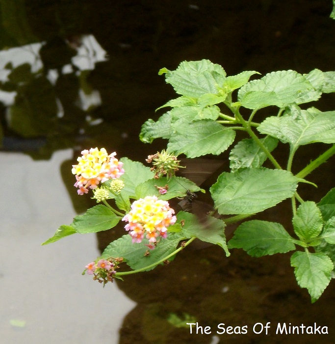 Black Butterflies and Flowers