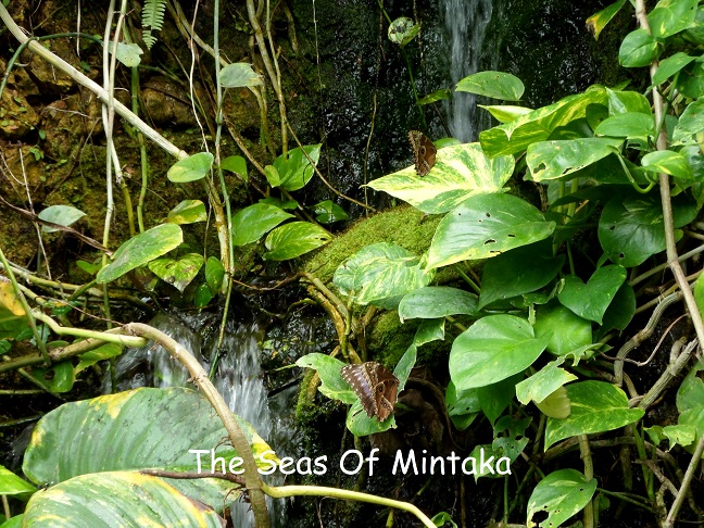 Butterflies and Waterfall