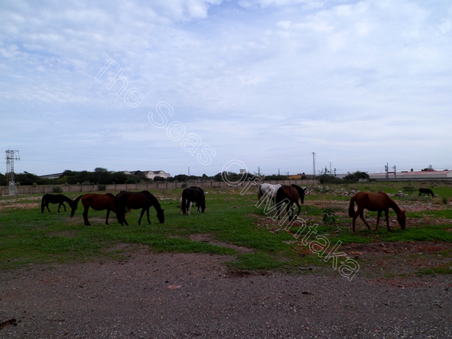 Horses El Tarajal Malaga
