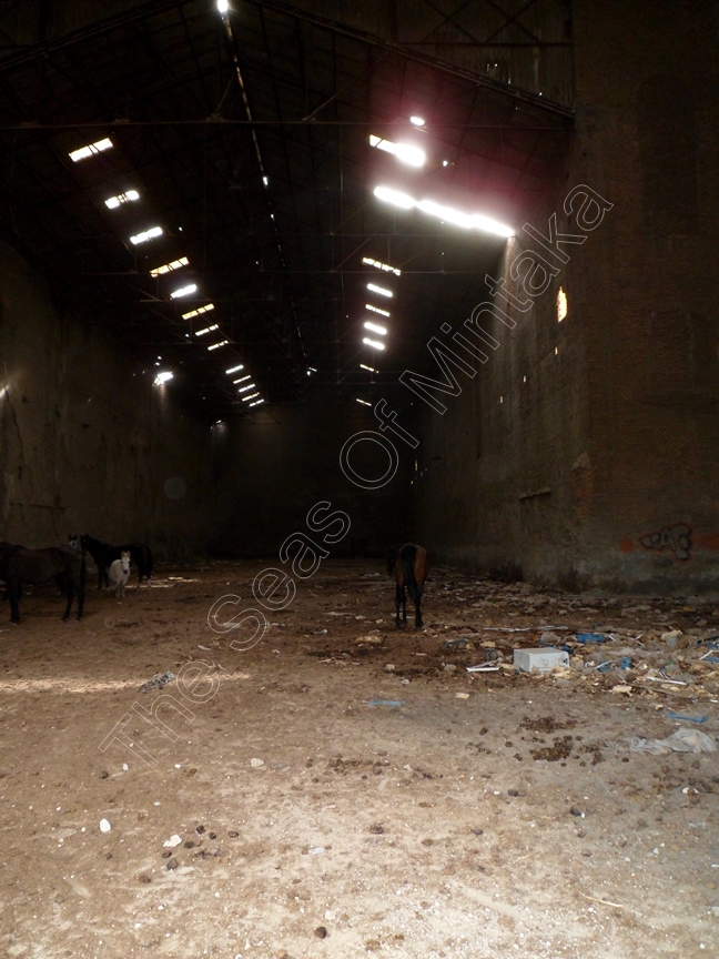 Interior Sugar Factory Tarajal Malaga with horses