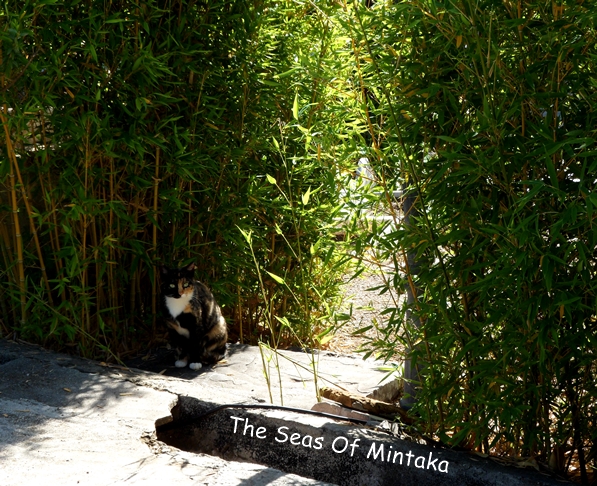 Cat English Cemetery Malaga