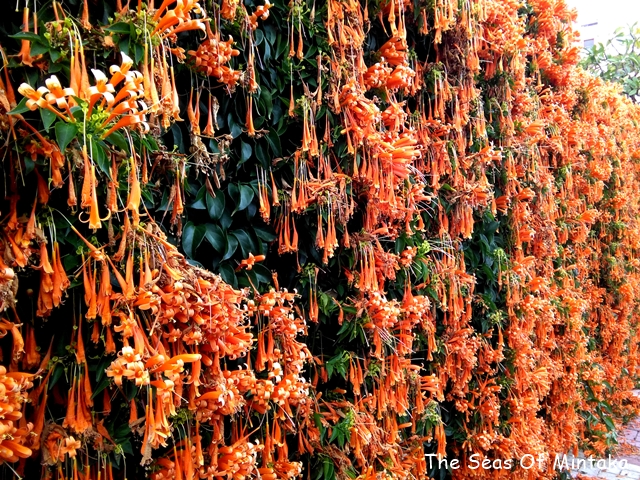Mexican Flame Vine