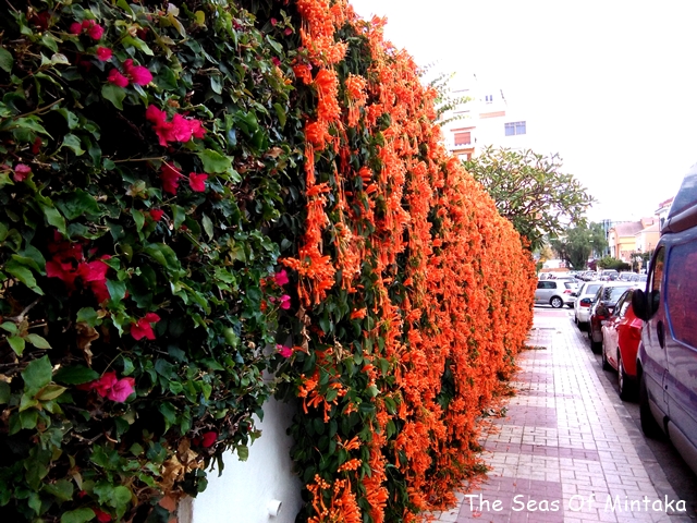Mexican Flame Vine