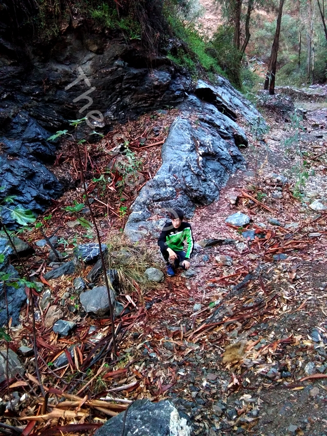 Ermenegildo in the Rainy Forest