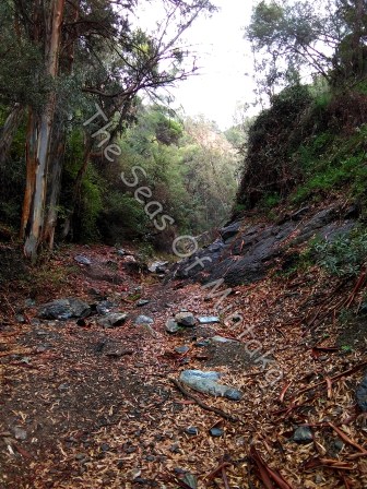 Rainy Day in Malaga Forest