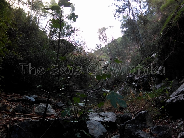 Rainy Walk in the Woods