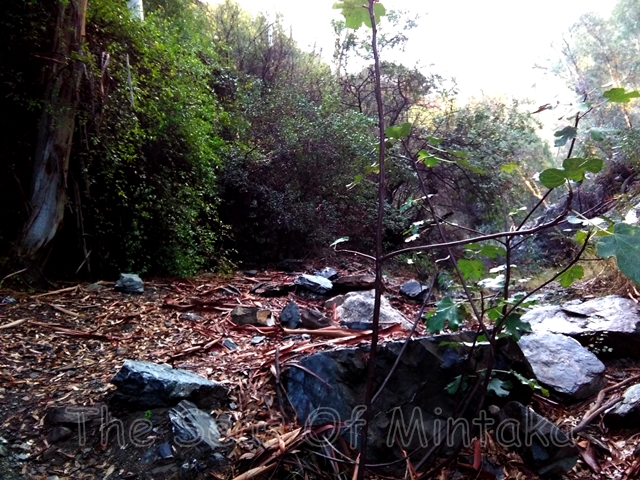 Walk in the Woods Spain