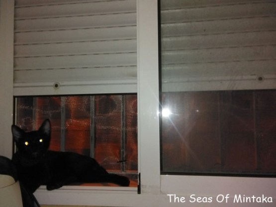 Catio Cat Sun Window